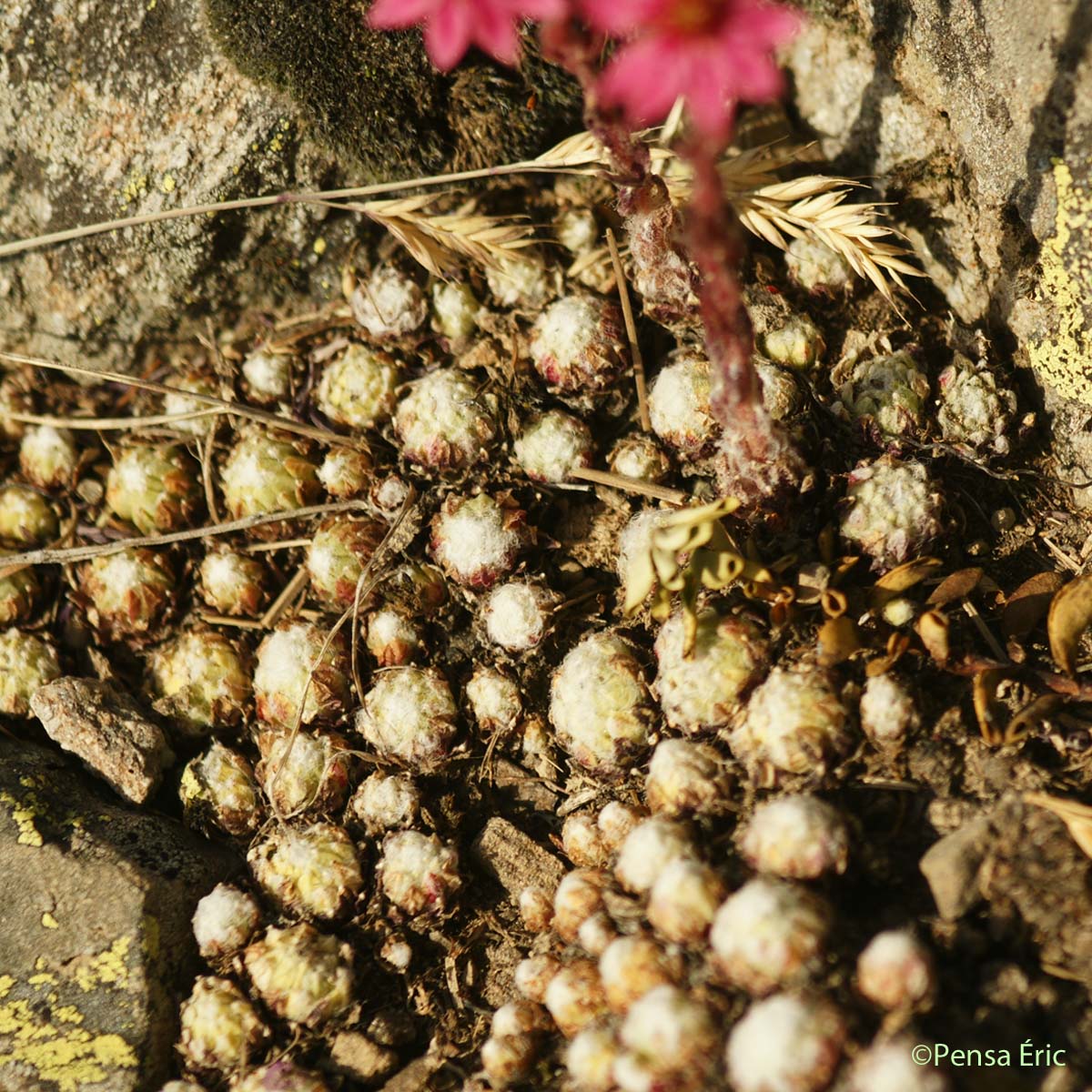 Joubarbe tomenteuse - Sempervivum arachnoideum
