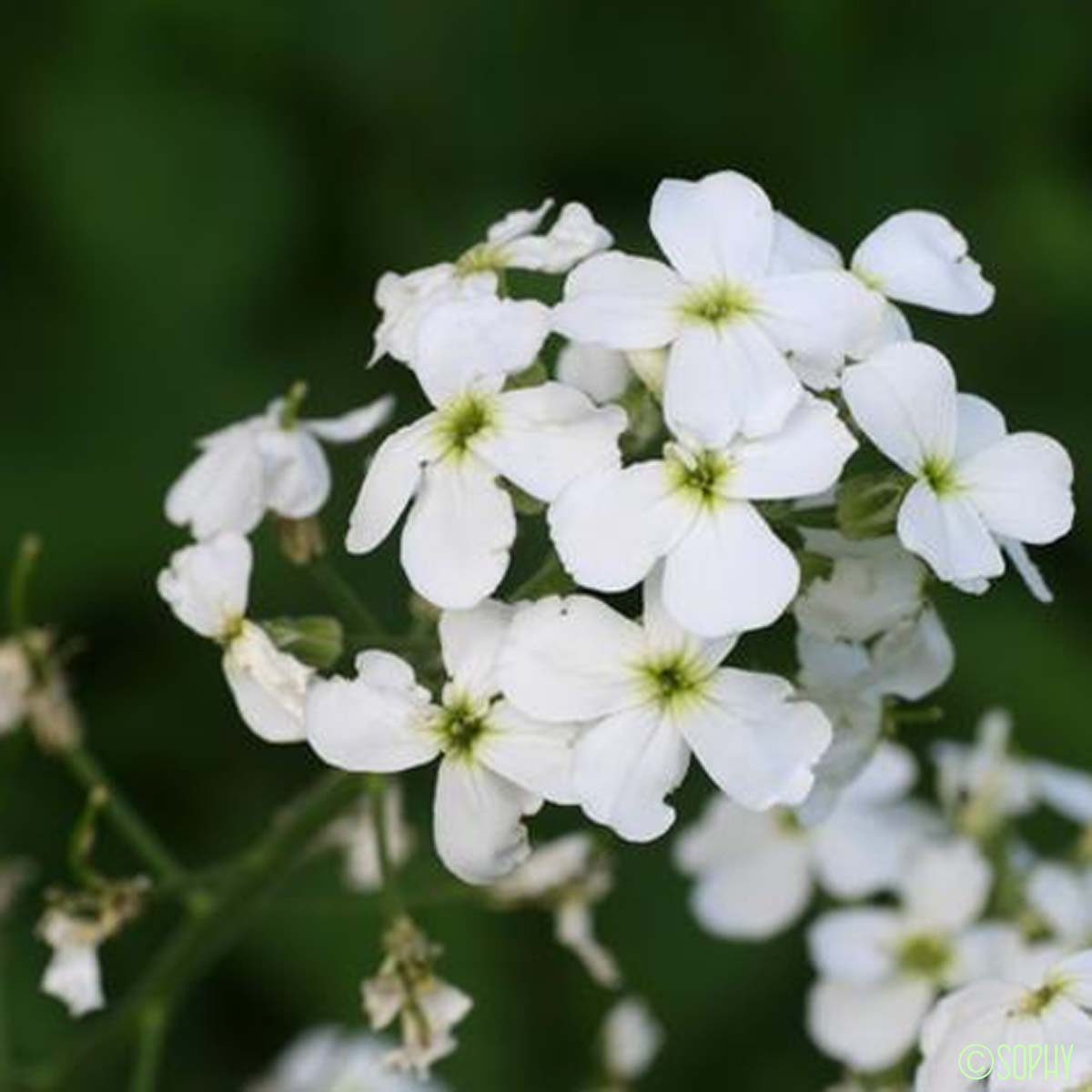 Julienne blanche - Hesperis matronalis subsp. nivea