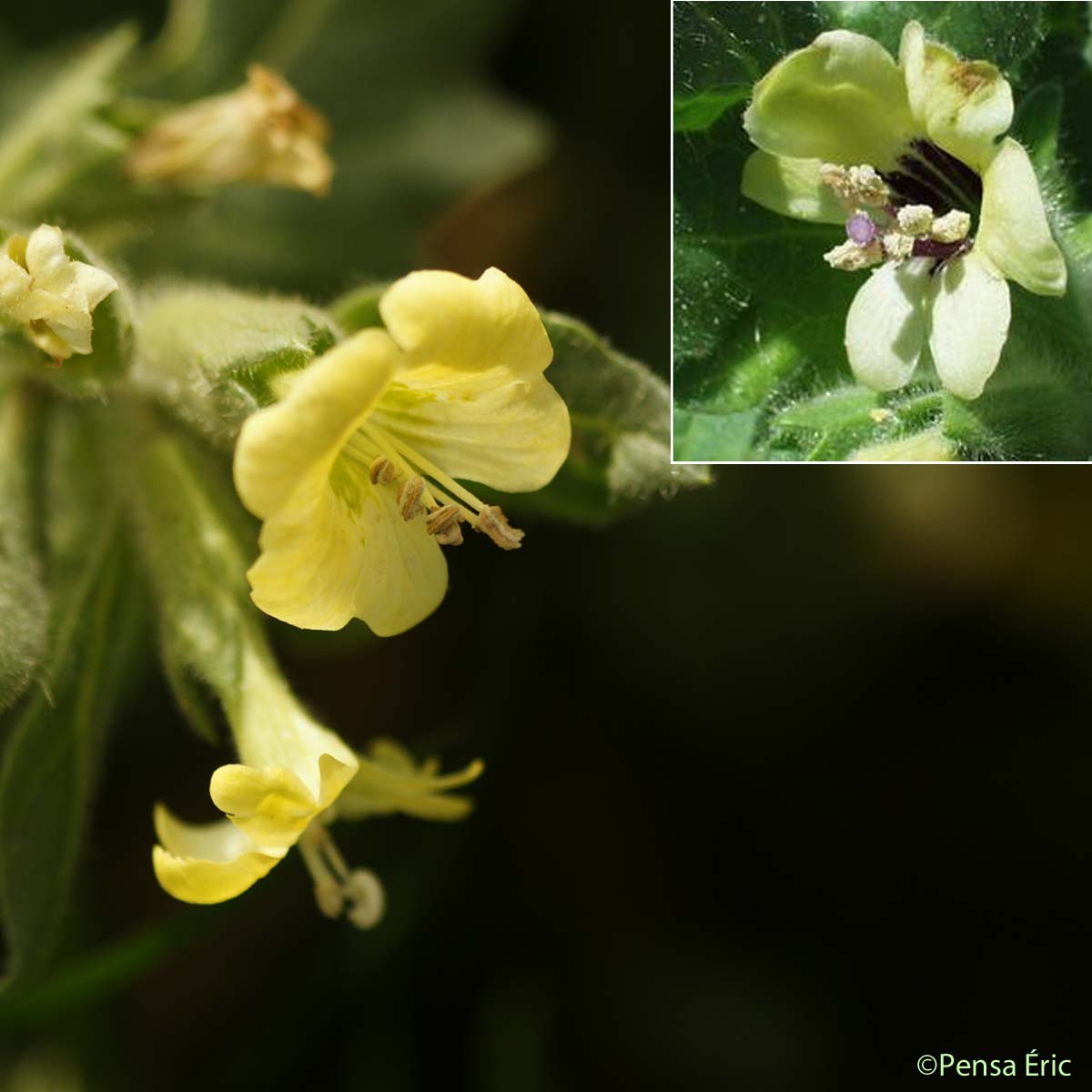 Jusquiame blanche - Hyoscyamus albus