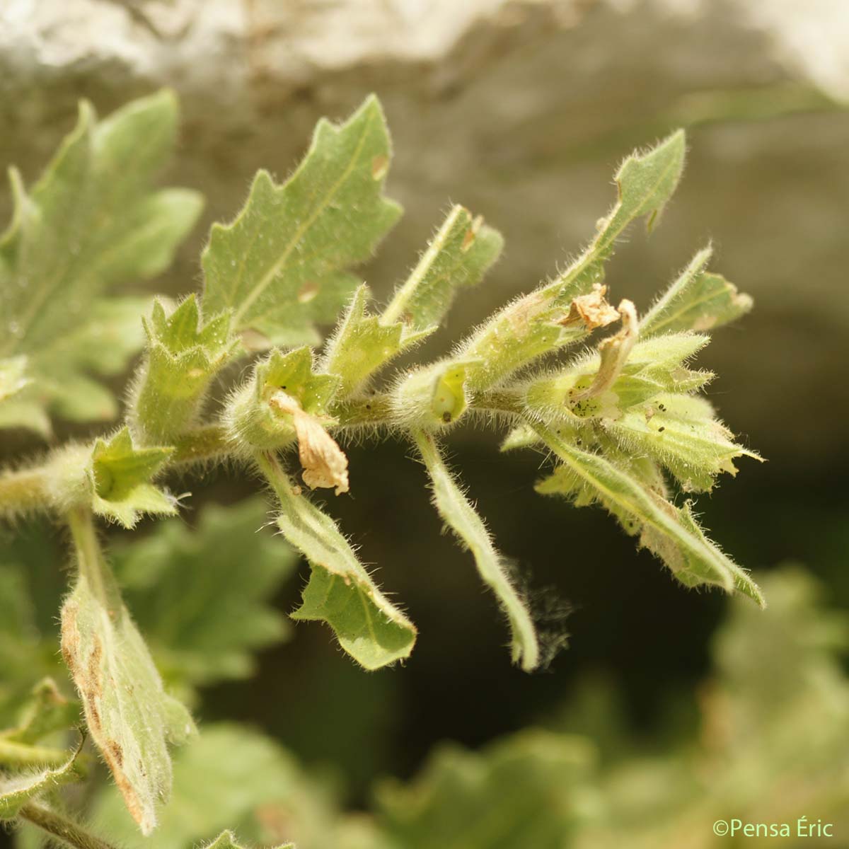 Jusquiame blanche - Hyoscyamus albus