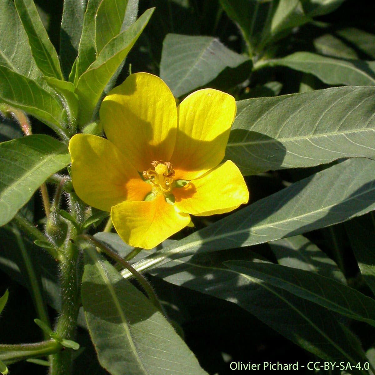 Jussie à grandes fleurs - Ludwigia grandiflora subsp. hexapetala