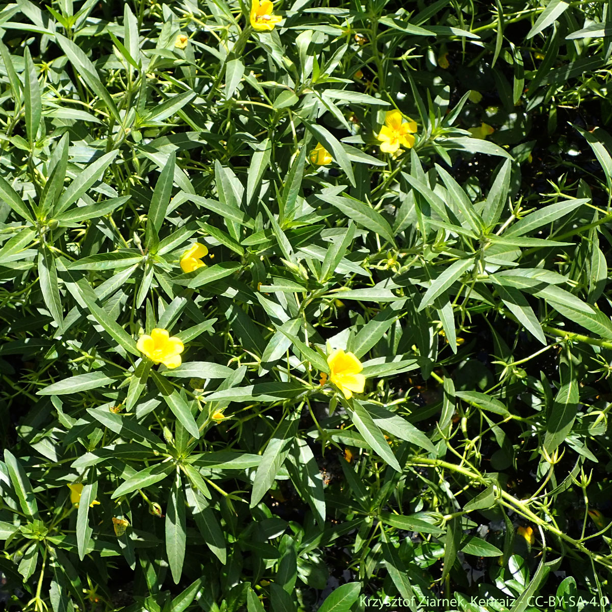 Jussie à grandes fleurs - Ludwigia grandiflora subsp. hexapetala