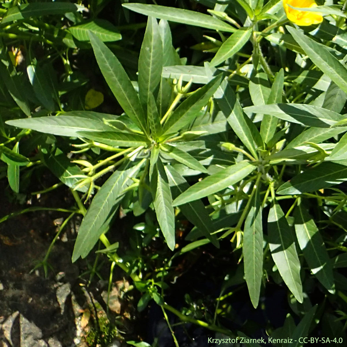 Jussie à grandes fleurs - Ludwigia grandiflora subsp. hexapetala
