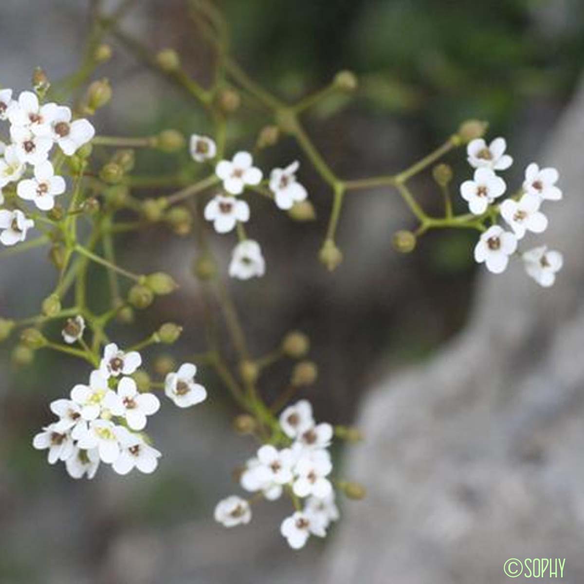 Kernère des rochers - Kernera saxatilis