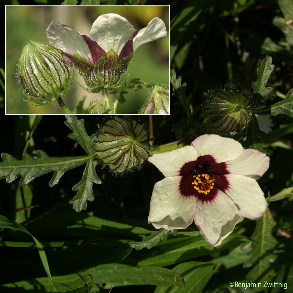 Ketmie trilobée - Hibiscus trionum