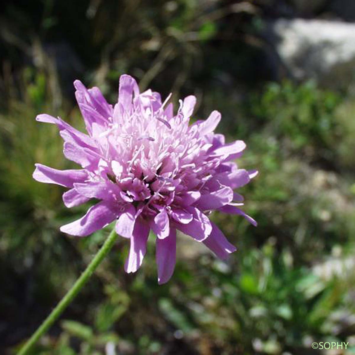 Knautie à feuilles de cardère - Knautia dipsacifolia