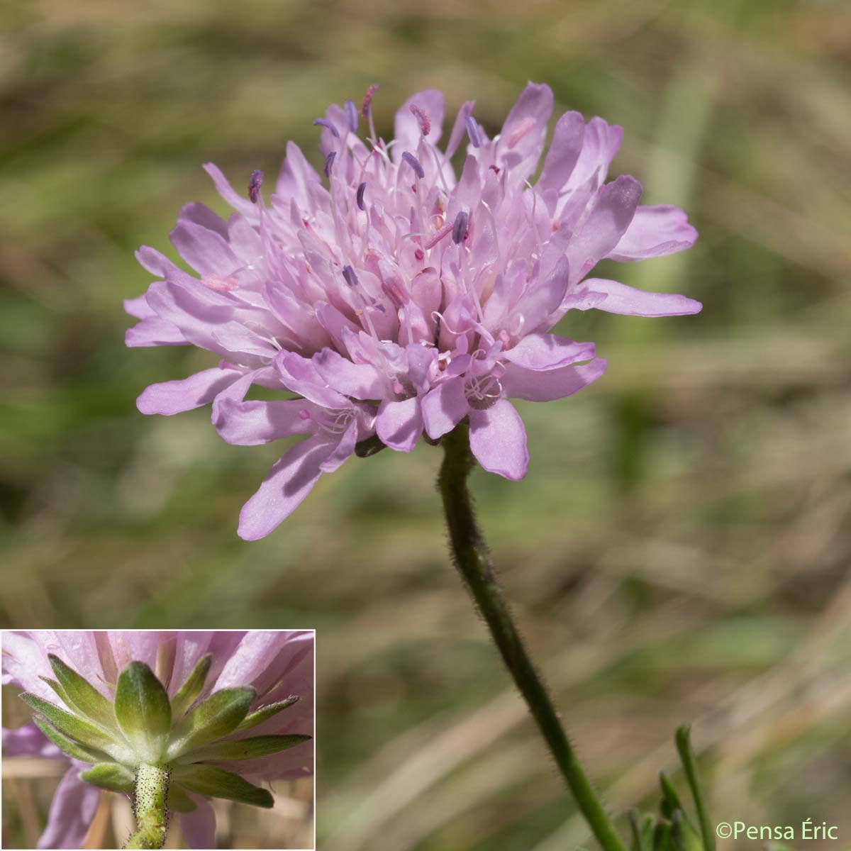 Knautie des collines - Knautia collina