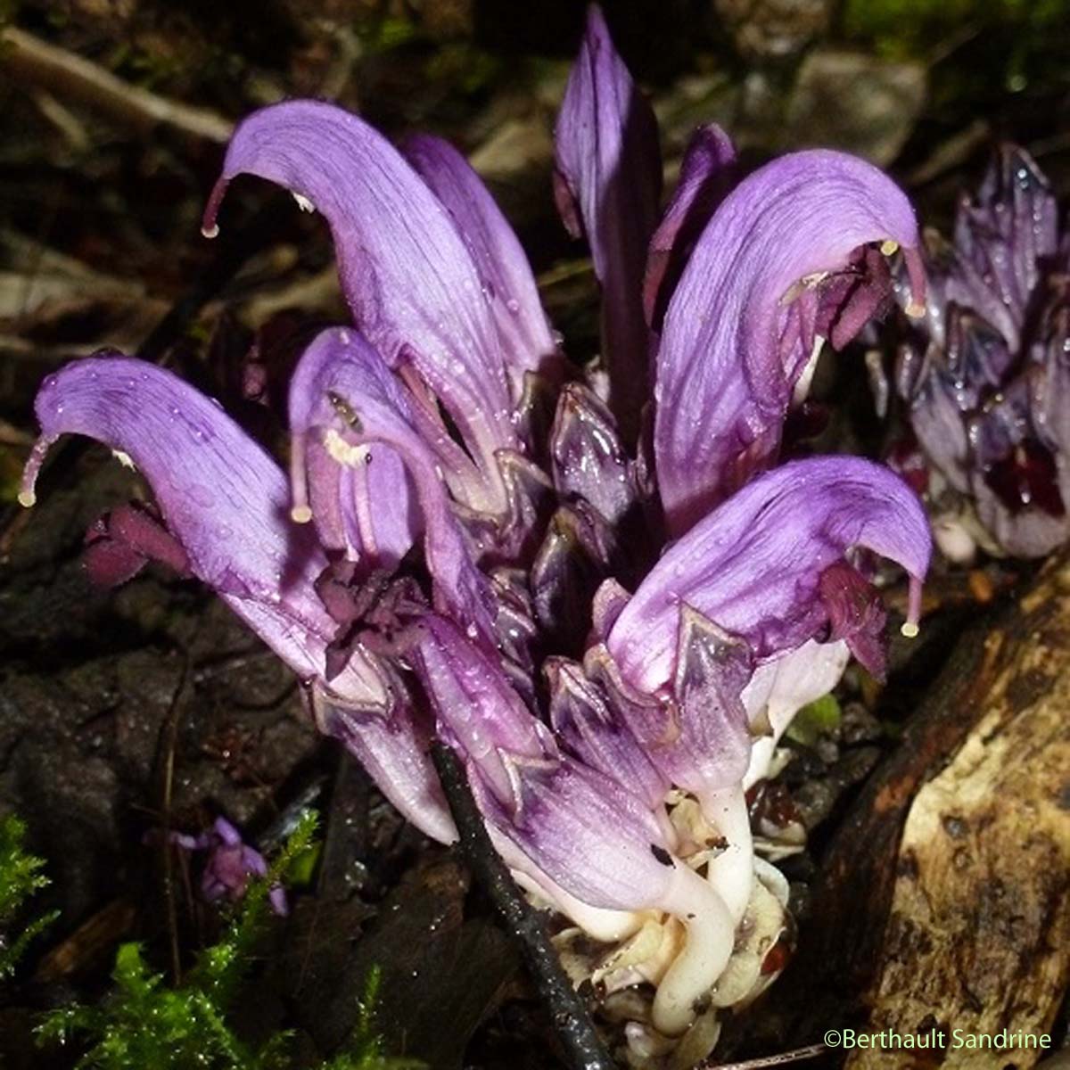 Lathrée Clandestine - Lathraea clandestina