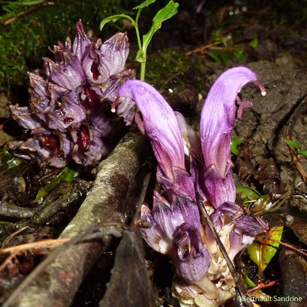 Lathrée Clandestine - Lathraea clandestina