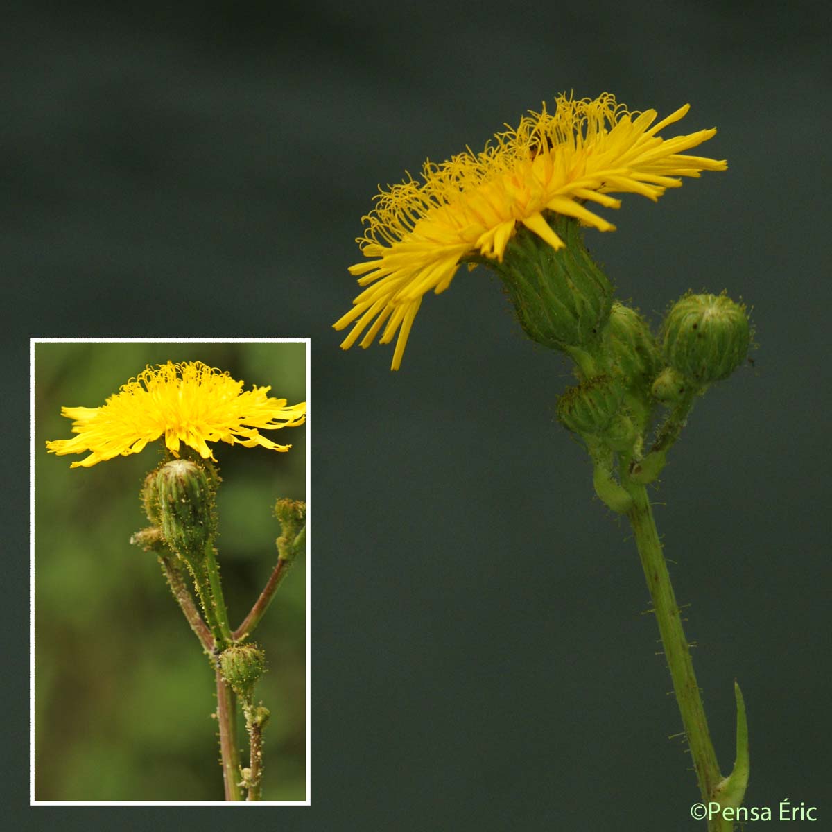 Laiteron des champs - Sonchus arvensis subsp. arvensis