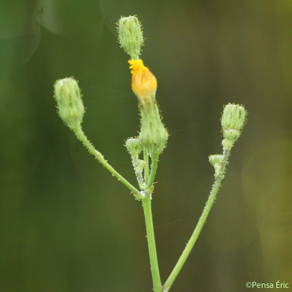 Laiteron des champs - Sonchus arvensis subsp. arvensis