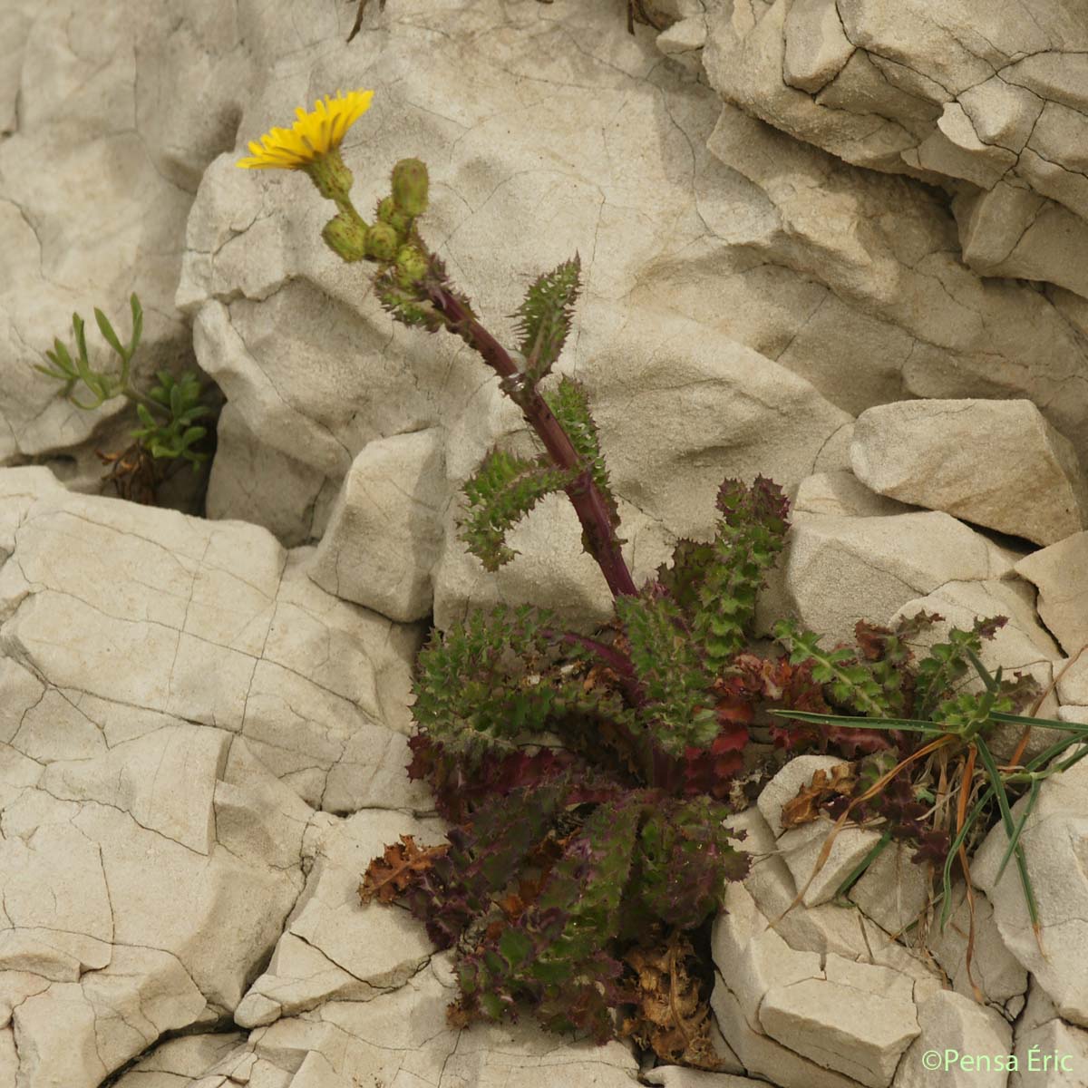 Laiteron glauque - Sonchus asper subsp. glaucescens