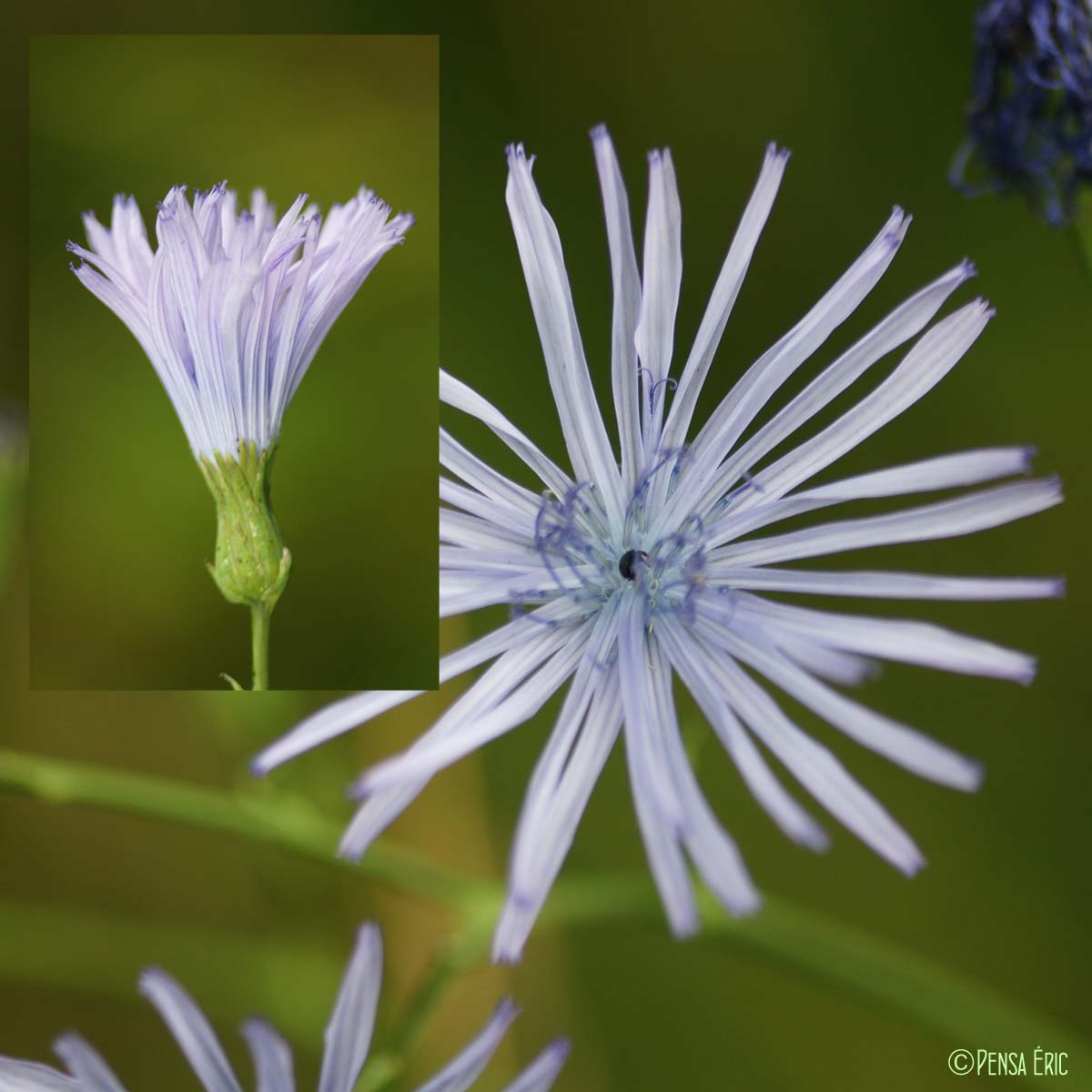 Laitue de Plumier - Lactuca plumieri