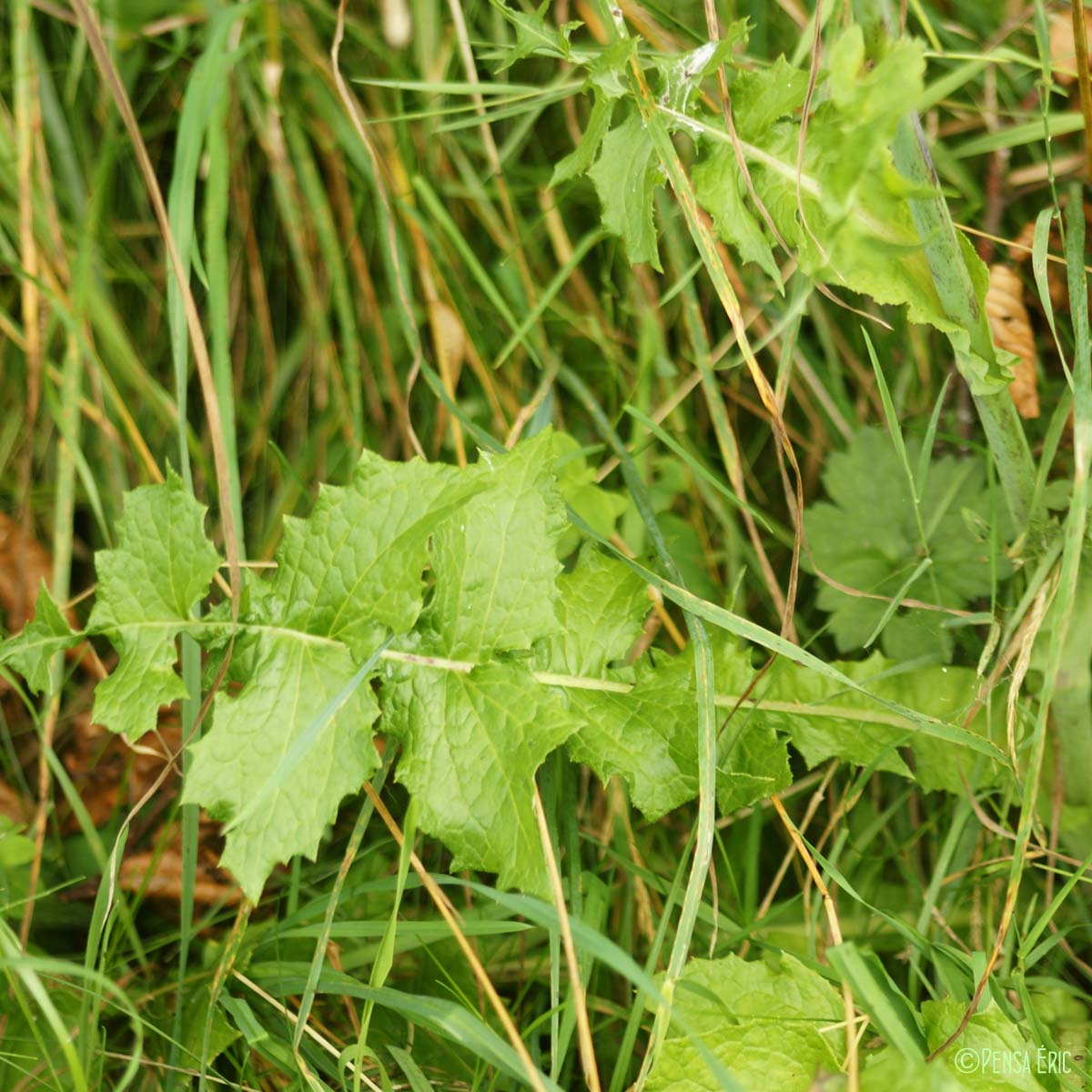 Laitue de Plumier - Lactuca plumieri