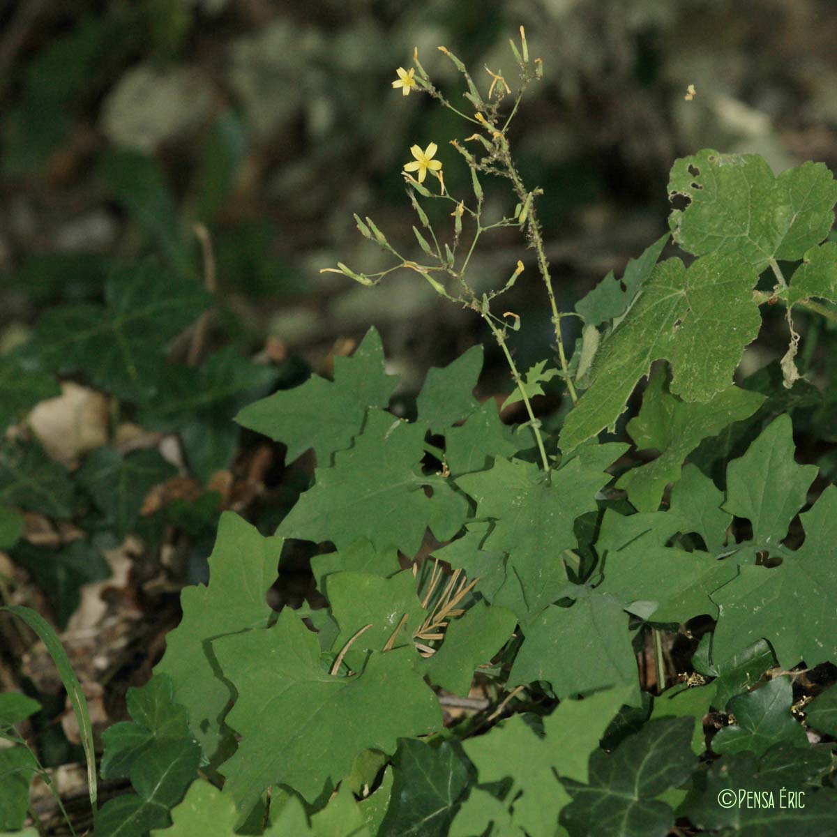 Laitue des murailles - Lactuca muralis