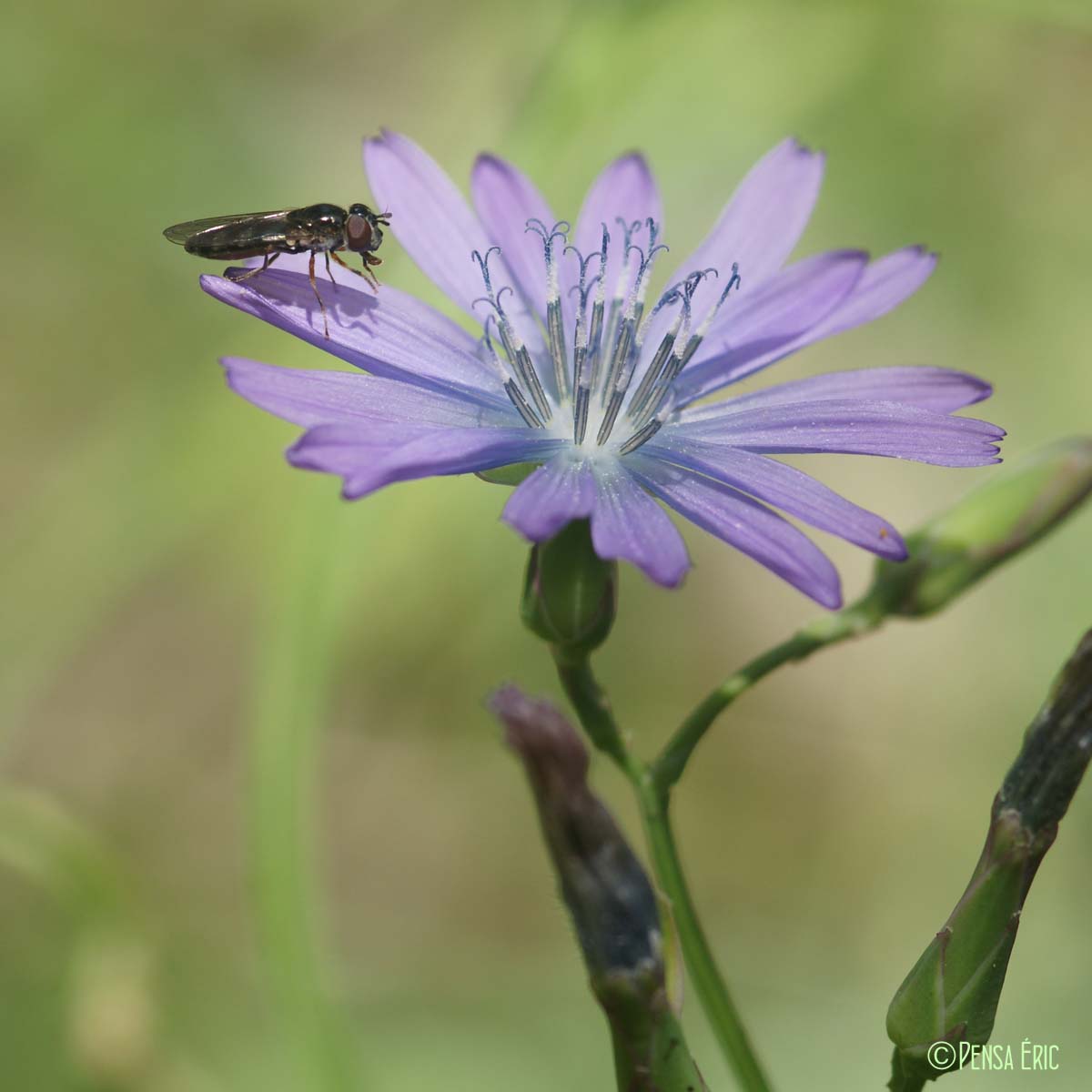 Laitue vivace - Lactuca perennis