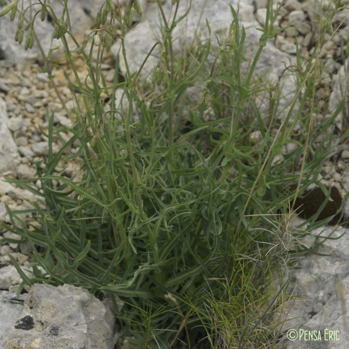 Laitue vivace - Lactuca perennis