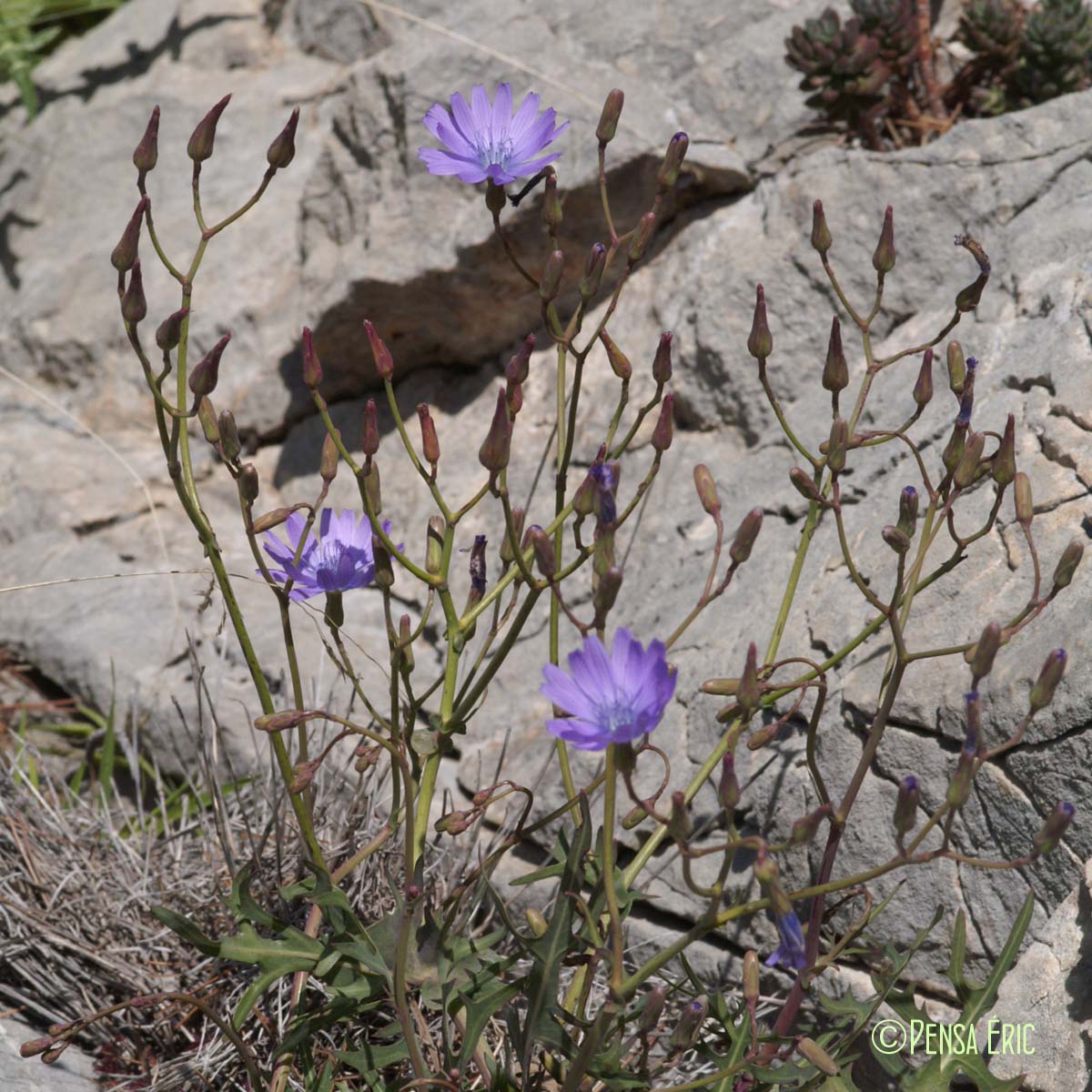 Laitue vivace - Lactuca perennis