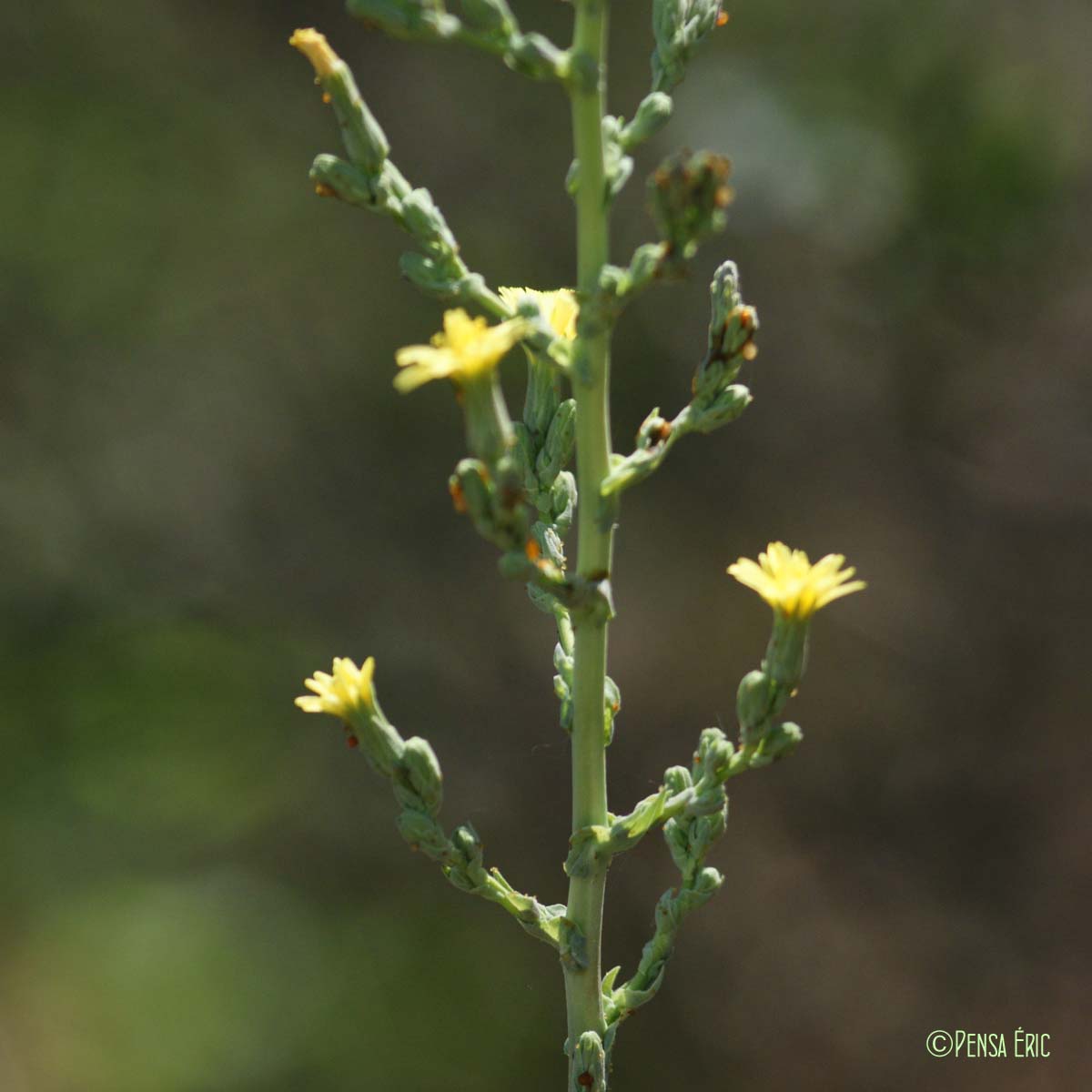 Laitue sauvage - Lactuca serriola