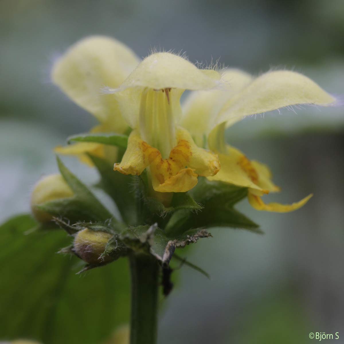 Lamier argenté - Lamium galeobdolon subsp. argentatum