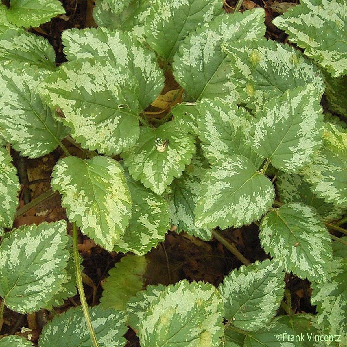 Lamier argenté - Lamium galeobdolon subsp. argentatum