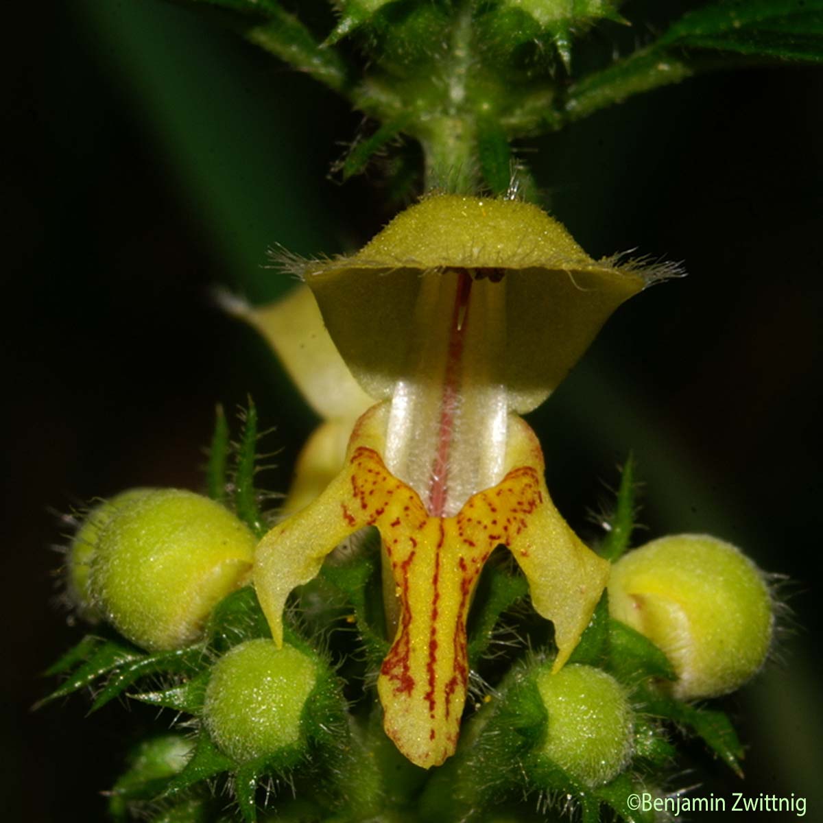 Lamier des montagnes - Lamium galeobdolon subsp. montanum