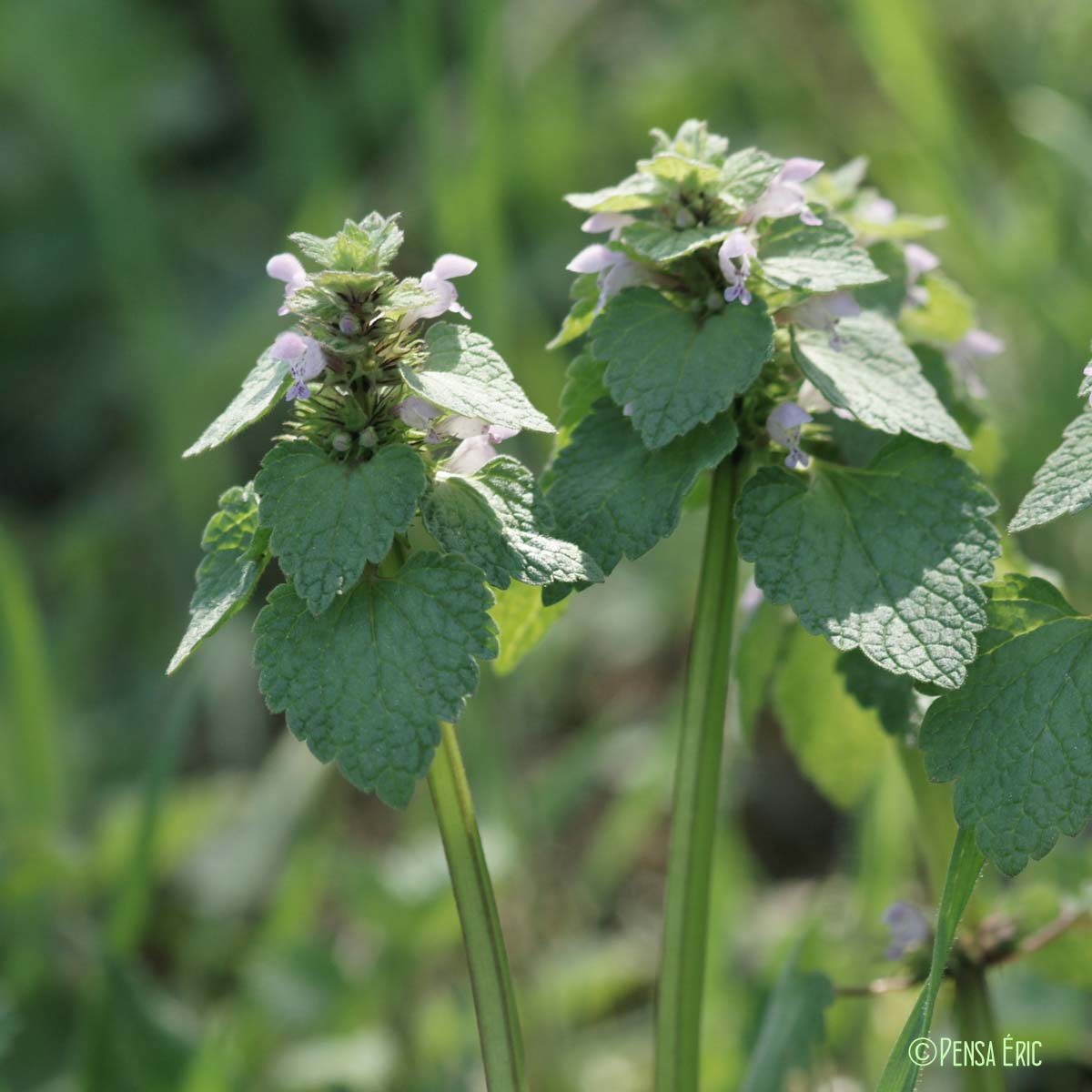 Lamier pourpre - Lamium purpureum