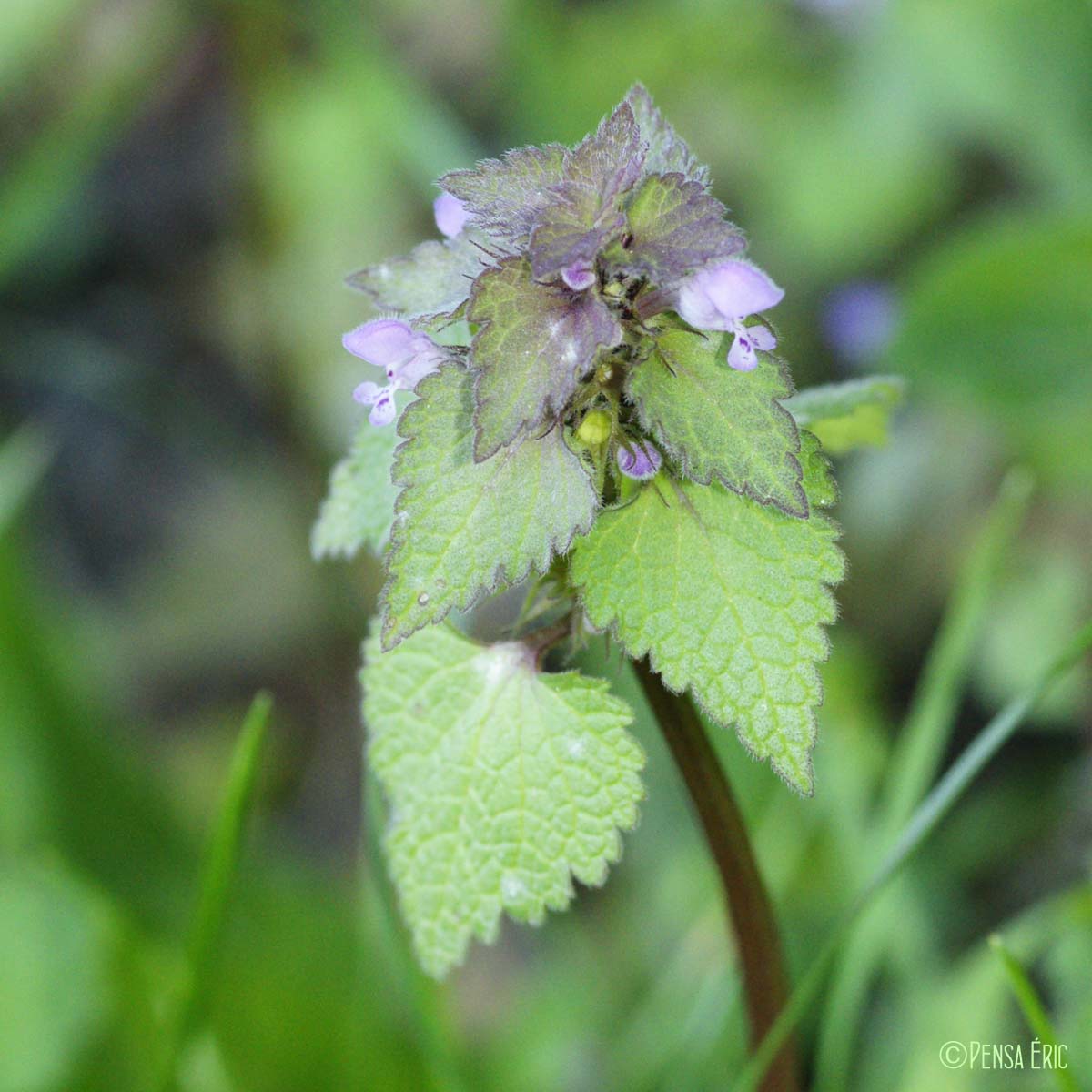 Lamier pourpre - Lamium purpureum