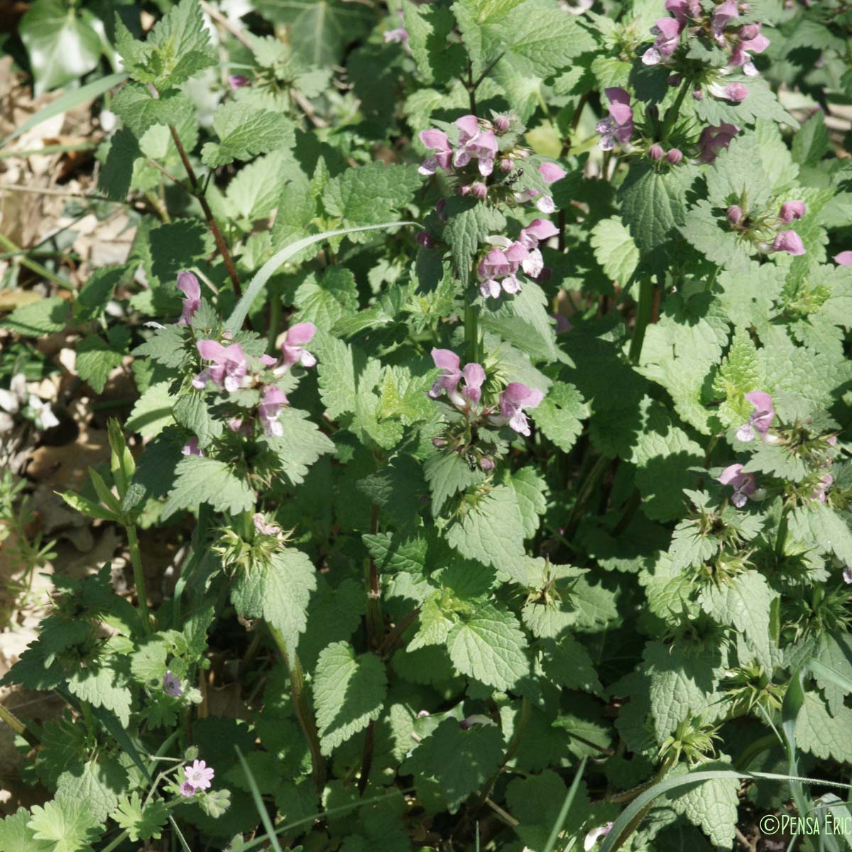 Lamier tacheté - Lamium maculatum