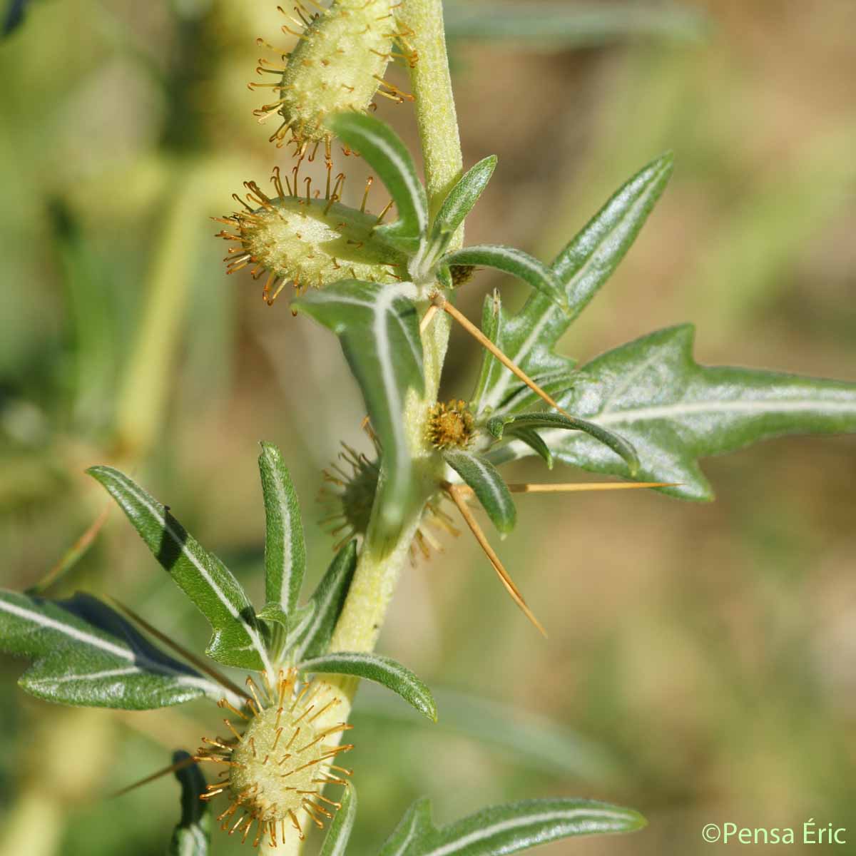 Lampourde épineuse - Xanthium spinosum