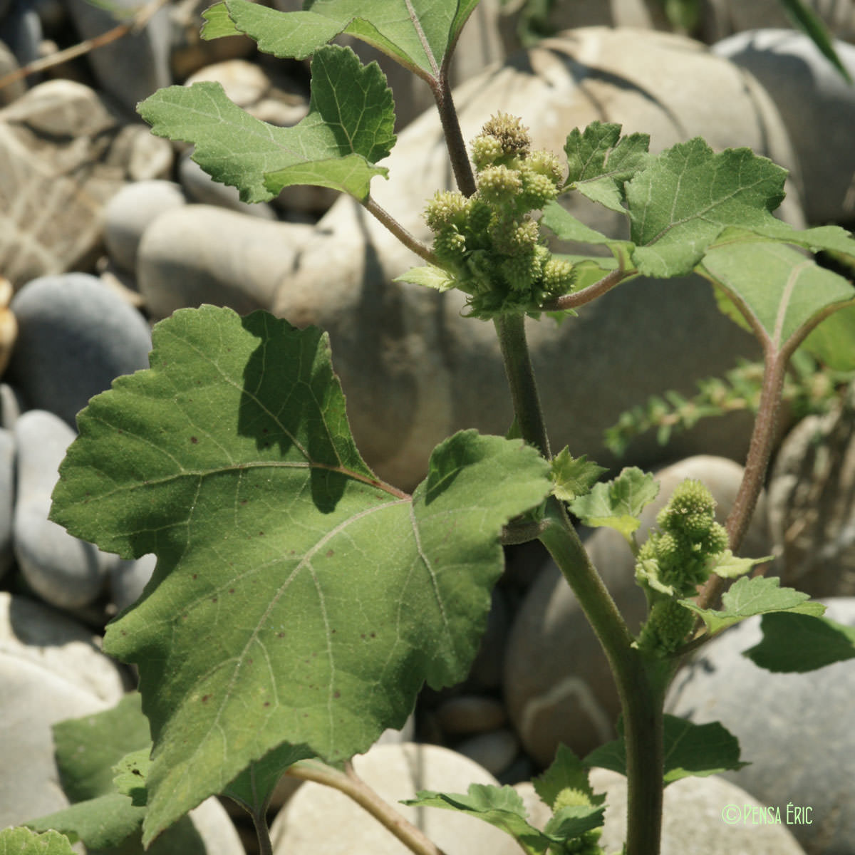 Lampourde glouteron - Xanthium strumarium