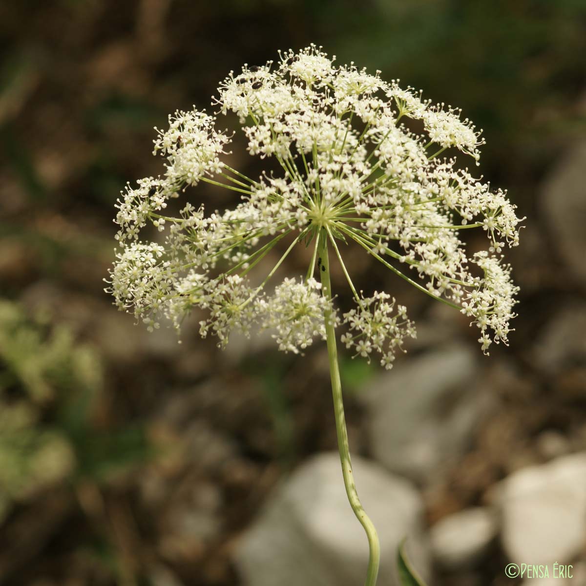 Laser de France - Laserpitium gallicum subsp. gallicum