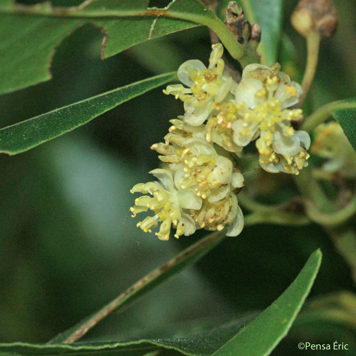 Laurier-sauce - Laurus nobilis