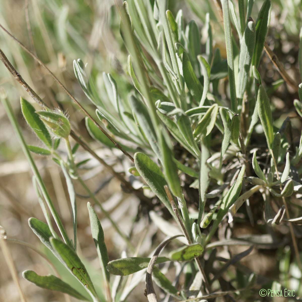 Lavande à feuilles larges - Lavandula latifolia