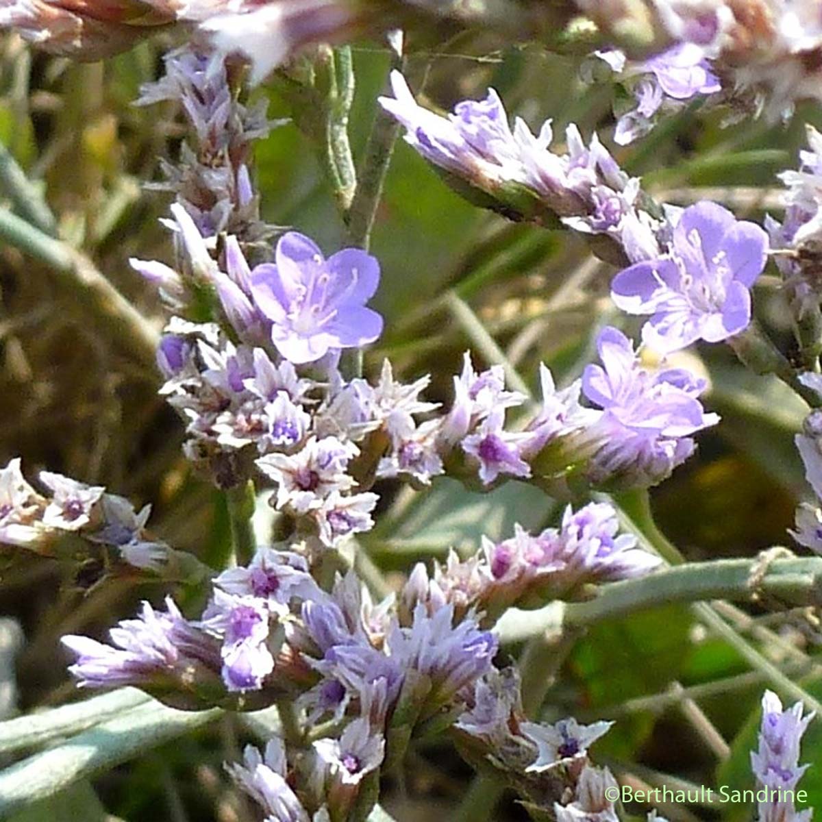 Lavande de mer - Limonium vulgare