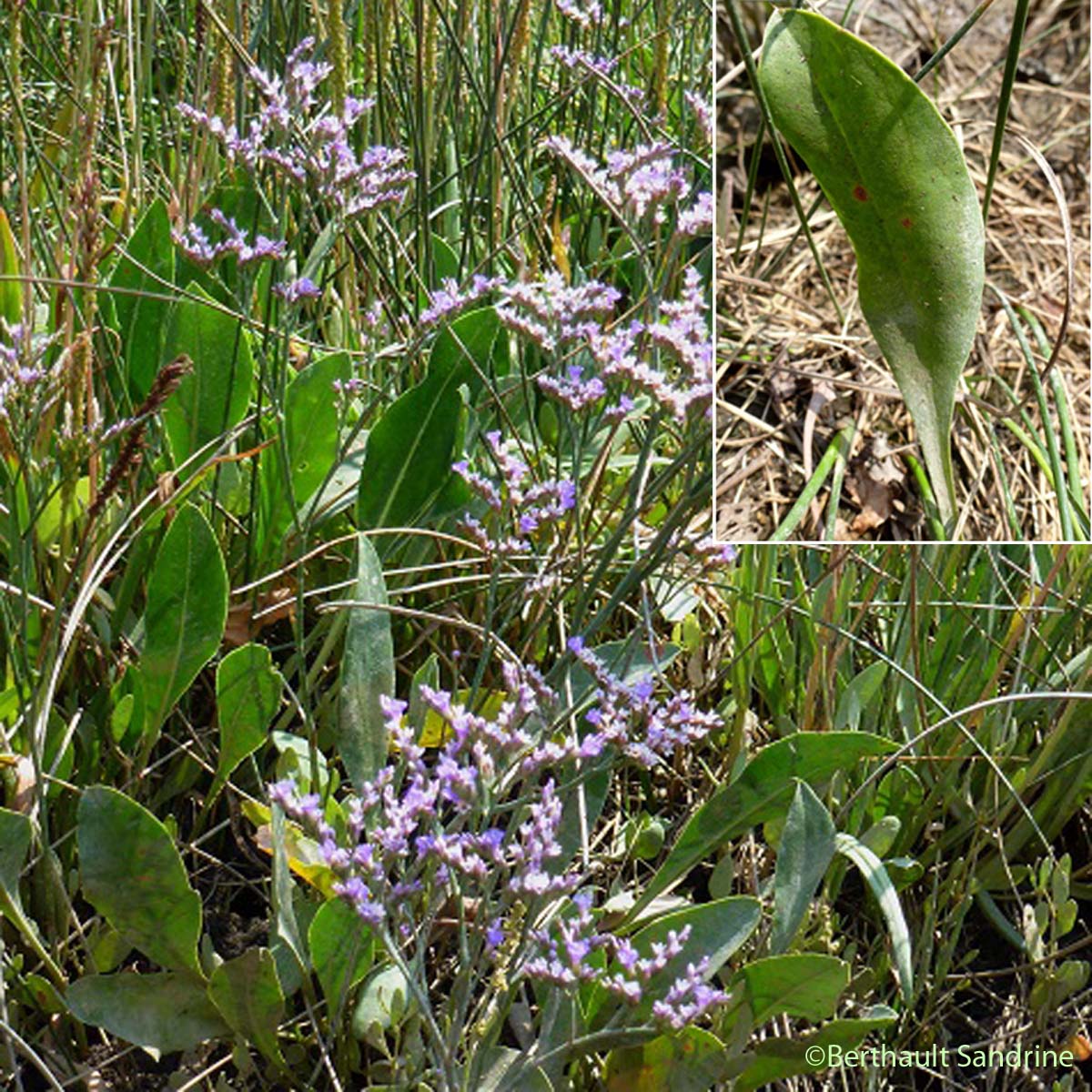 Lavande de mer - Limonium vulgare