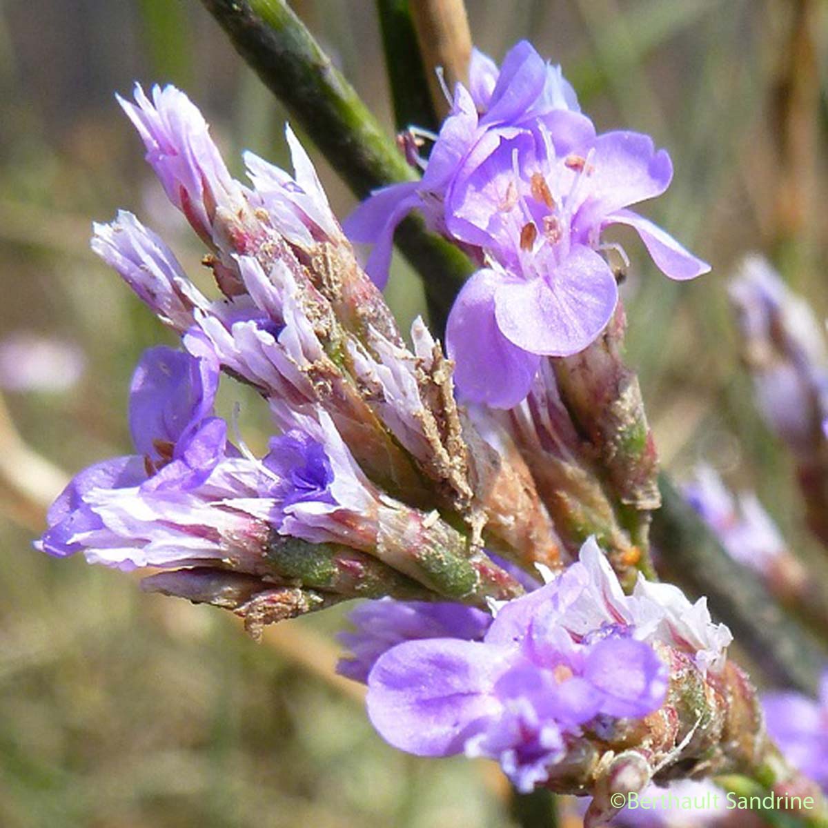 Lavande de mer - Limonium vulgare