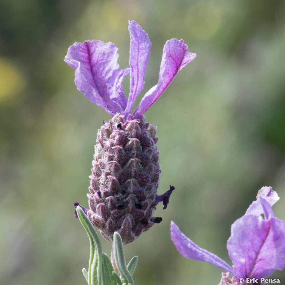 Lavande des Maures - Lavandula stoechas
