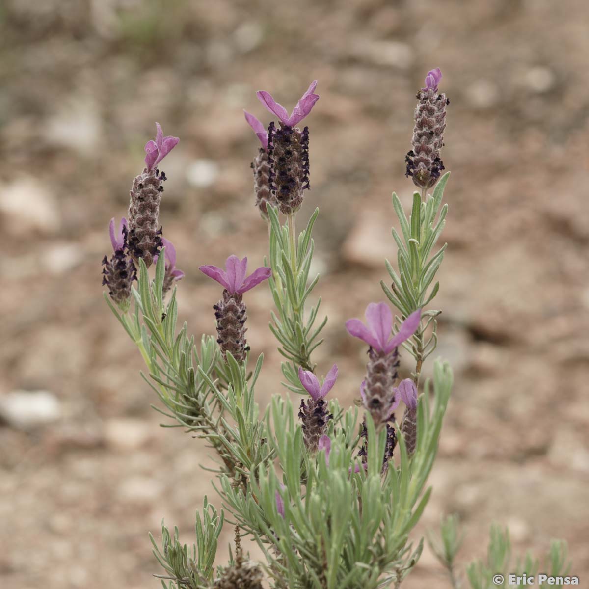 Lavande des Maures - Lavandula stoechas subsp. stoechas