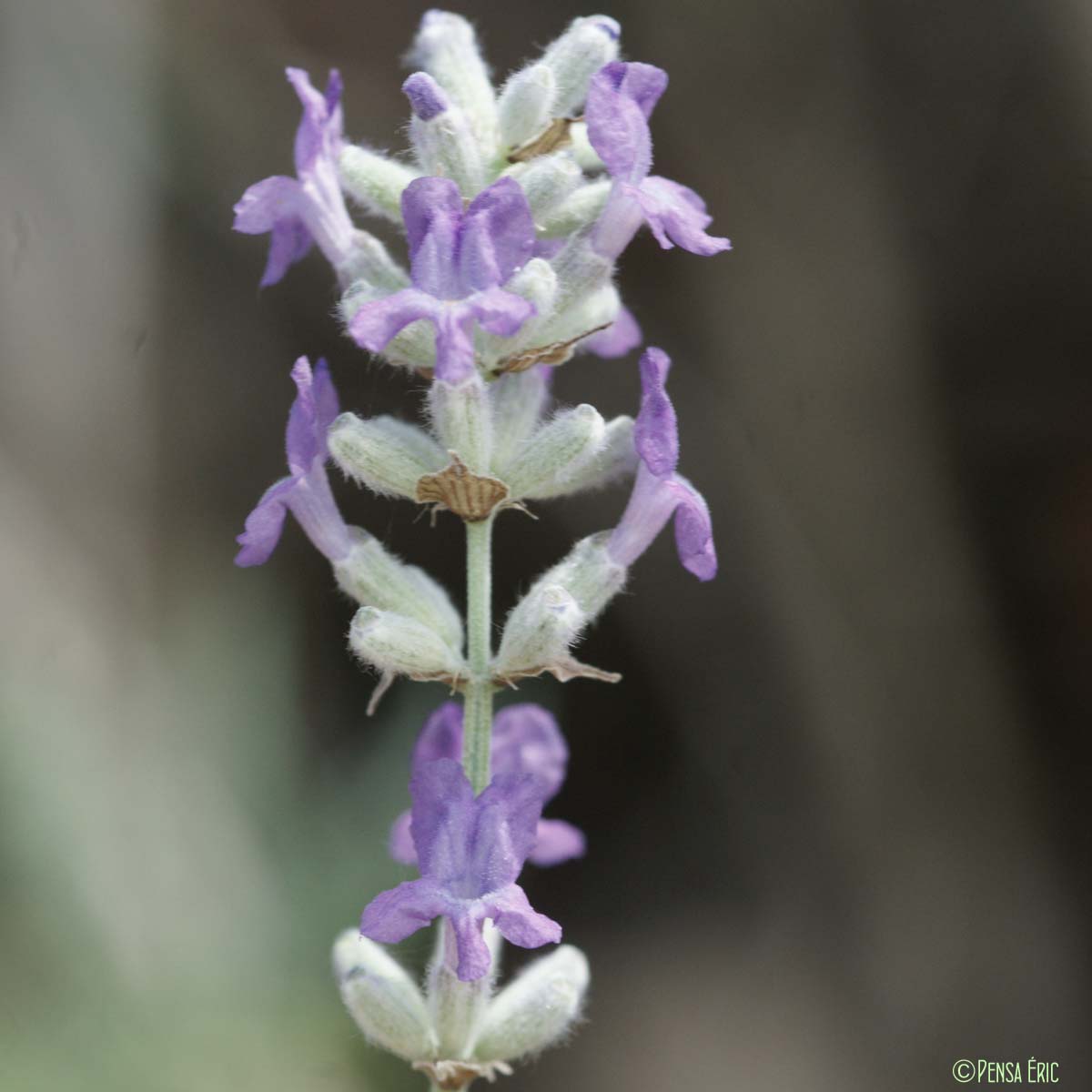 Lavande officinale - Lavandula angustifolia