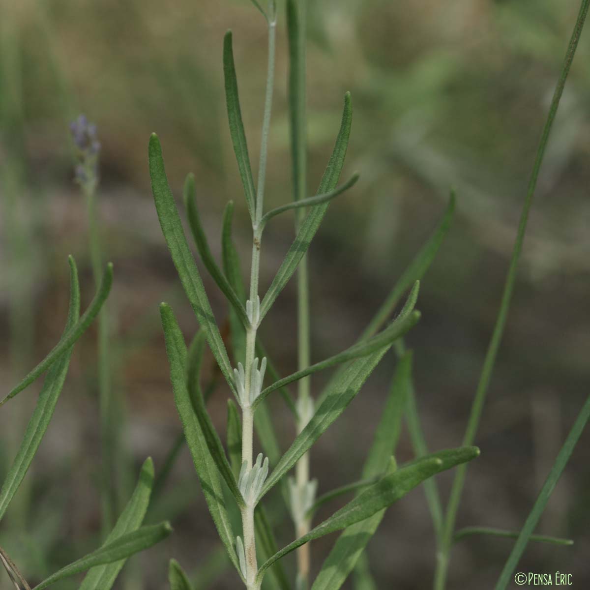 Lavande officinale - Lavandula angustifolia
