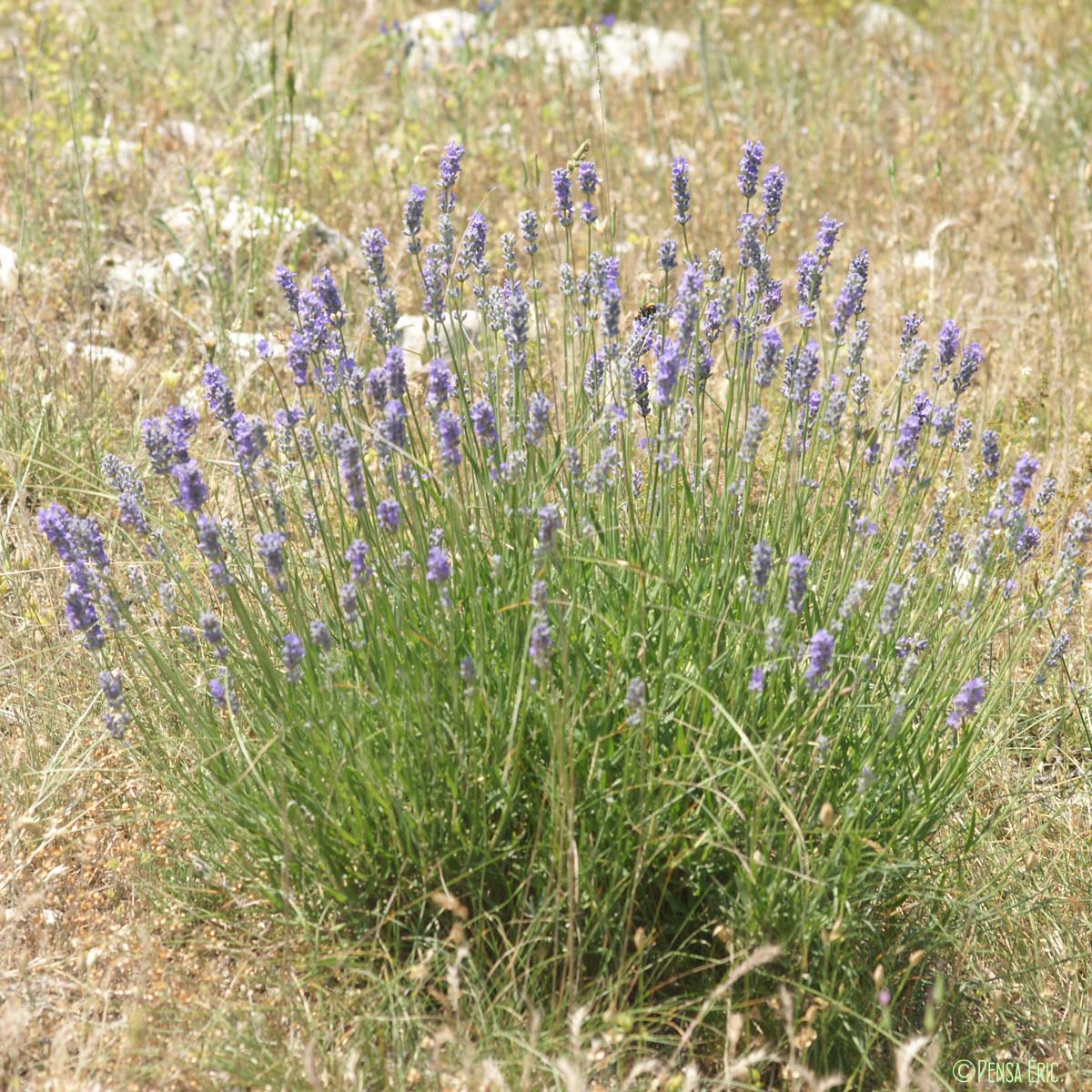 Lavande officinale - Lavandula angustifolia