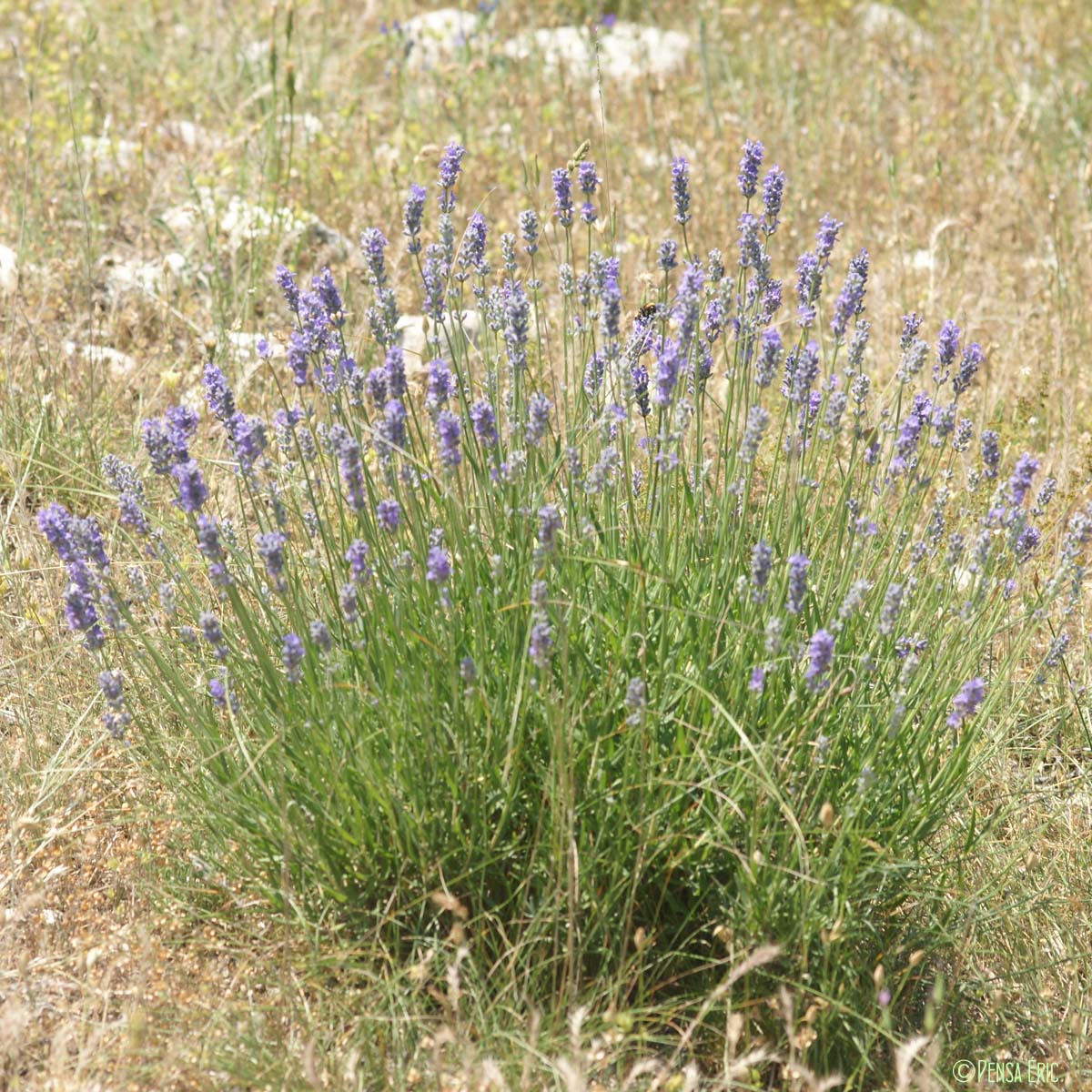 Lavande officinale - Lavandula angustifolia subsp. angustifolia