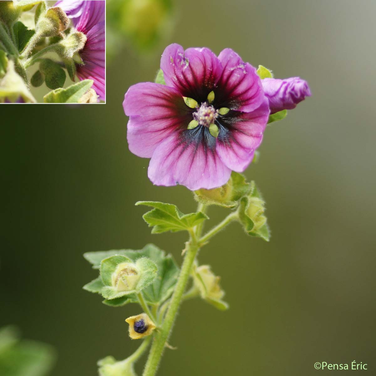 Lavatère arborescente - Malva arborea