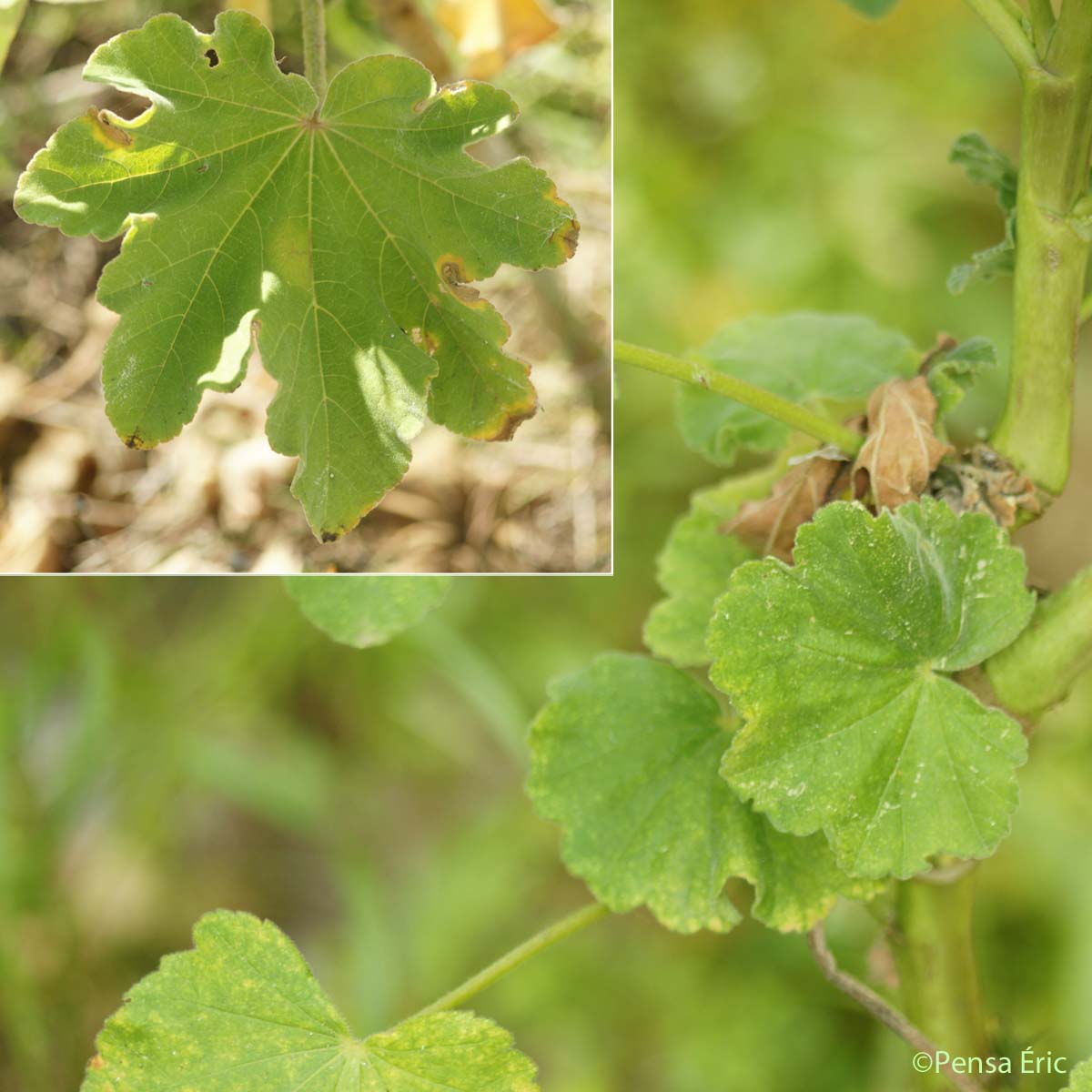 Lavatère arborescente - Malva arborea