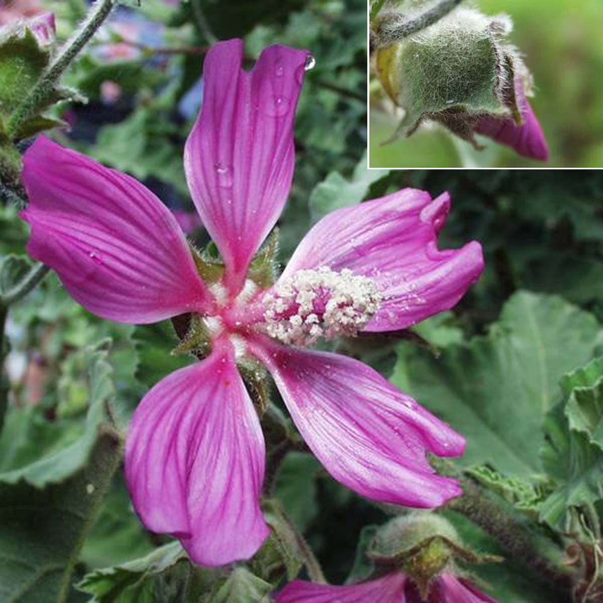 Lavatère d'Hyères - Malva olbia