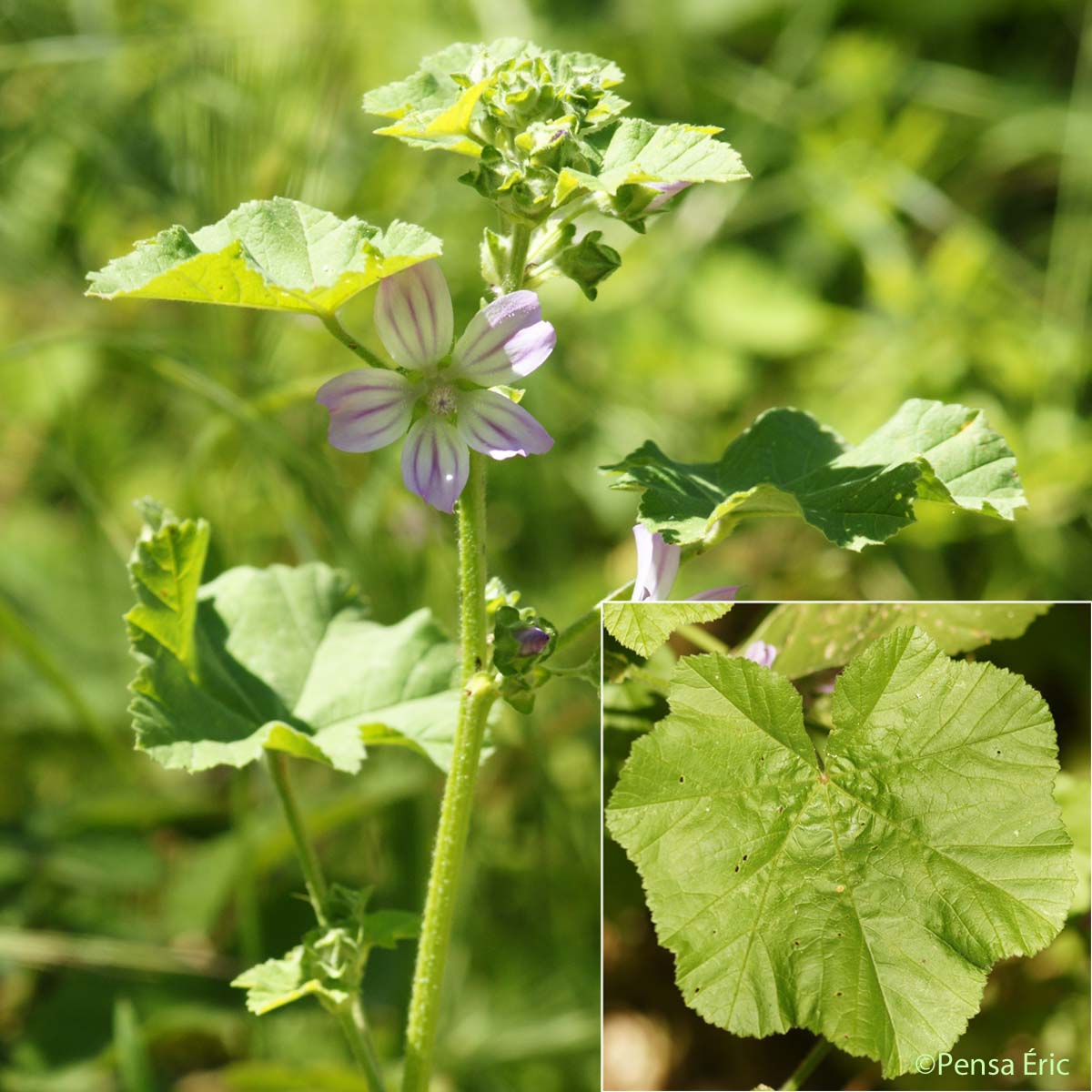 Lavatère de Crète - Malva multiflora