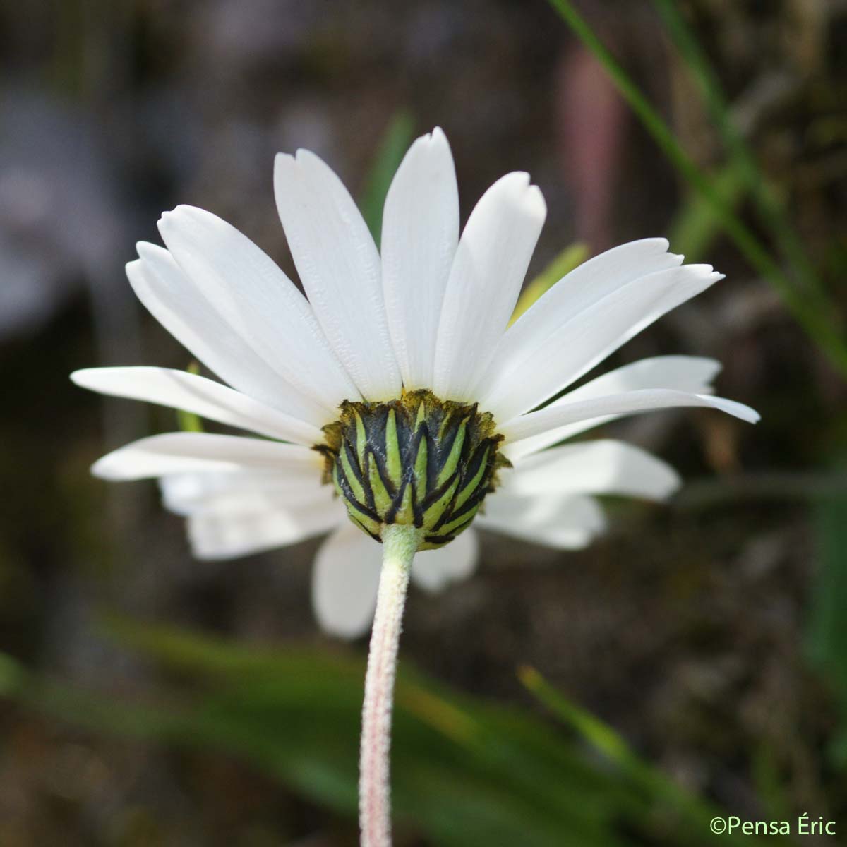 Leucanthème des Alpes - Leucanthemopsis alpina subsp. alpina