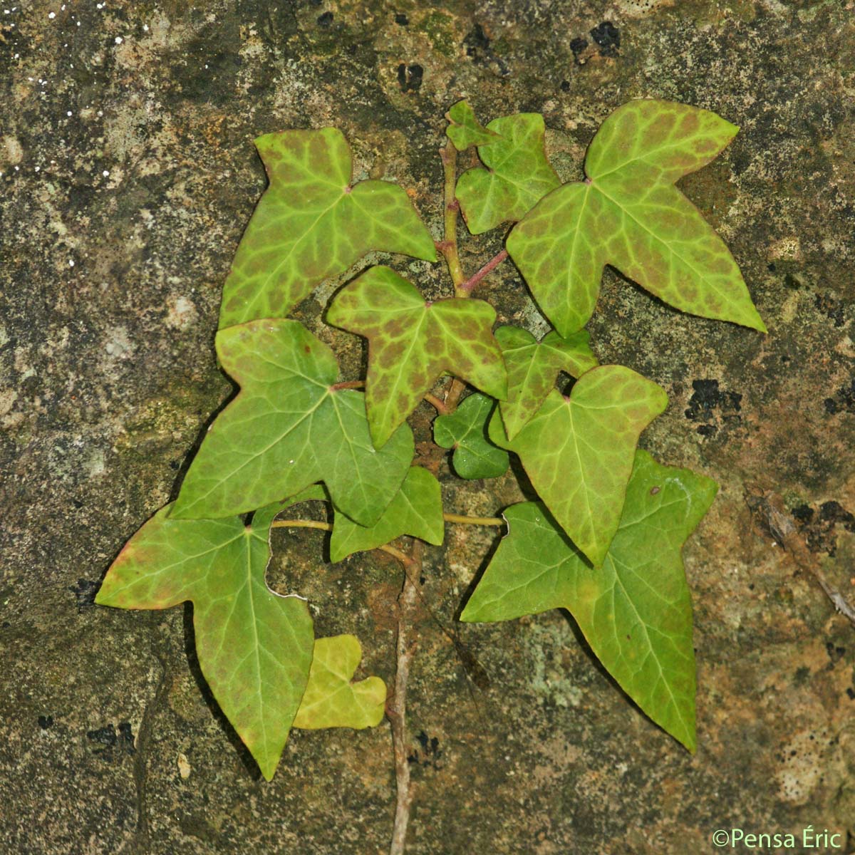 Lierre grimpant - Hedera helix