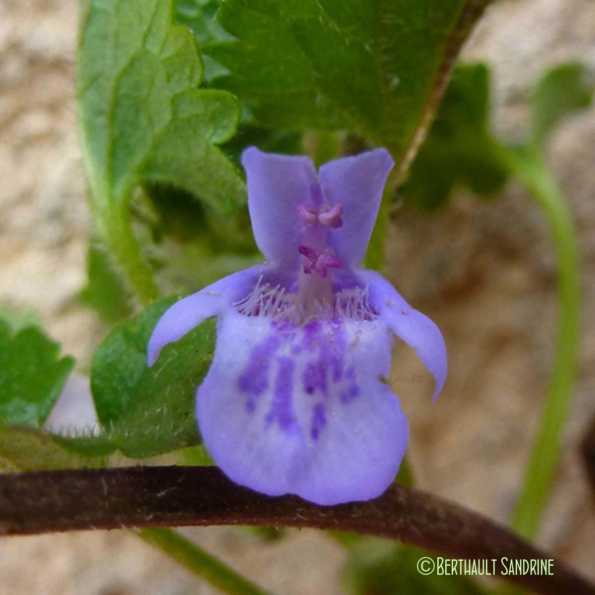 Lierre terrestre - Glechoma hederacea